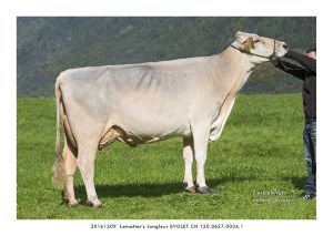 20161209  Leematters Jongleur EVOLET CH 120.0627.0034.1 13x18